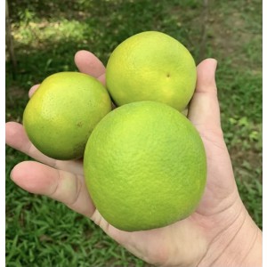 Cam Xoàn ComBo 5kg