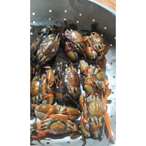 Cua bể