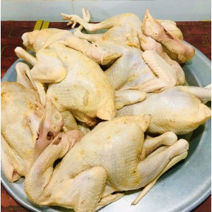 Gà Mái Tơ Mạnh Hoạch (  50 con )