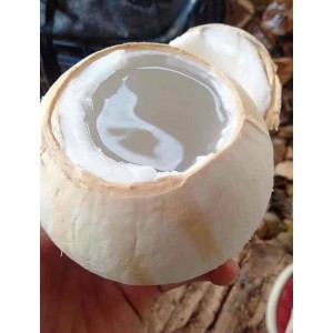Dừa Xiêm Trọc -20 trái
