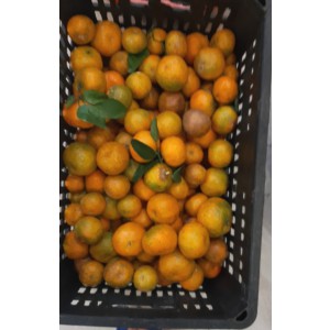 QUÝT THÁI PHÙ YÊN (10KG)