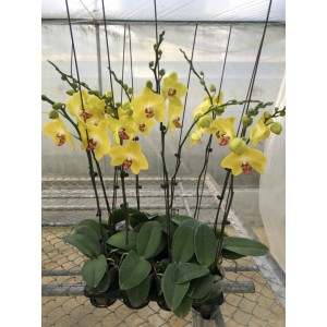 HOA LAN HỒ ĐIỆP (COM BO 20 CÂY)