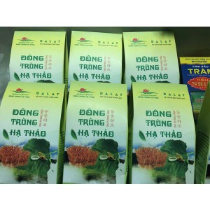 Trà Đông trùng hạ thảo